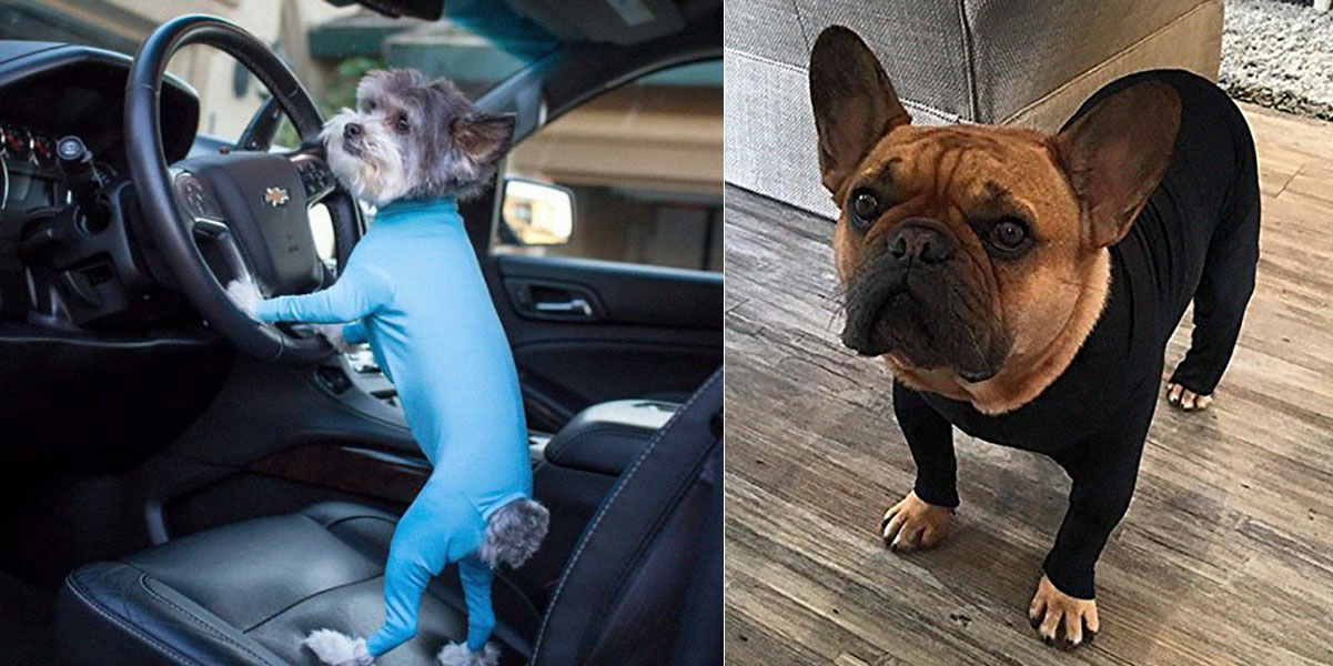 A Dog Onesie Exists Which Helps Shield Your House From 