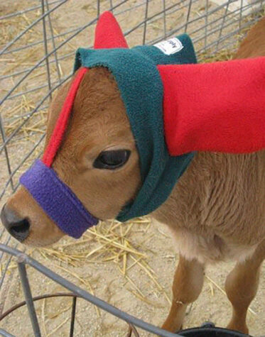 It Turns Out That Earmuffs For Calves Are A Real Thing And Farmers Are ...