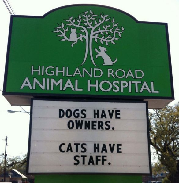 30 Funny Cat Jokes That Vet Clinics Put Up On Their Signs