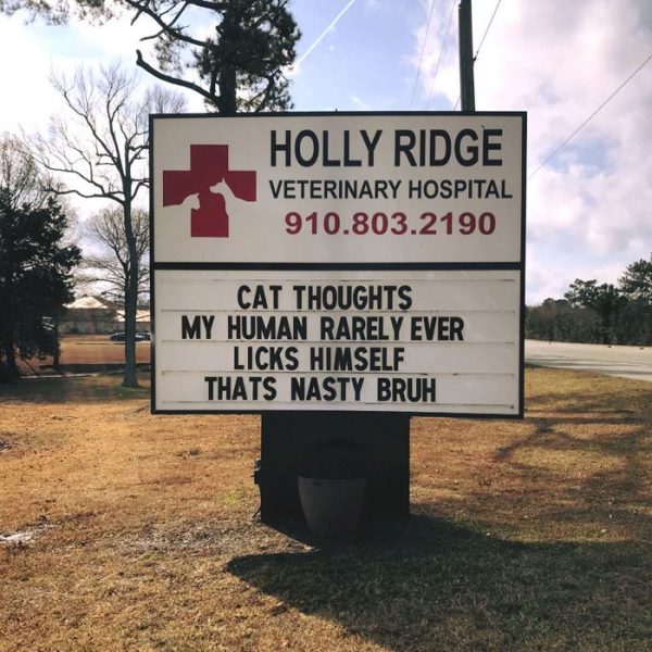 30 Funny Cat Jokes That Vet Clinics Put Up On Their Signs