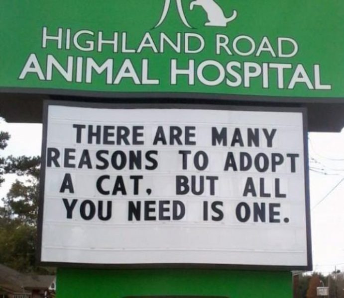 30 Funny Cat Jokes That Vet Clinics Put Up On Their Signs