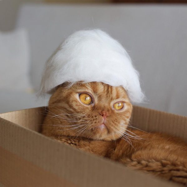 Photographer Creates Stylish Hats For His Cats Using Their Own Hair