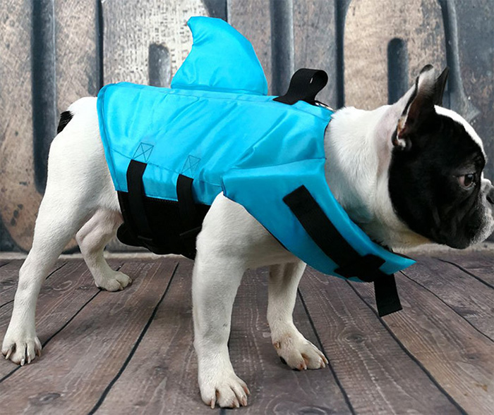 Now Your Dog Can Be The Cutest Predator The Ocean Has Ever Seen