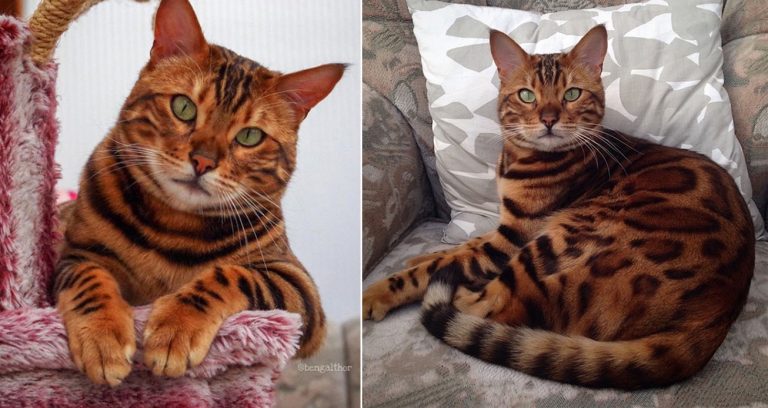 Meet Thor The Bengal Cat That Looks Half Tiger And Half Leopard