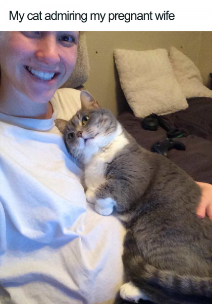 People Share Adorable Cat Posts That Will Make You Feel Good Inside