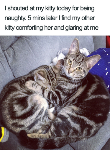 People Share Adorable Cat Posts That Will Make You Feel Good Inside