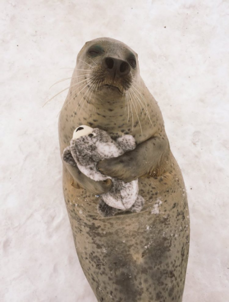 Adorable Earless Seal Loves His New Mini-Me Plush Toy And Can’t Stop ...