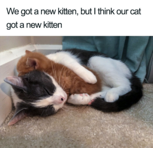 People Share Adorable Cat Posts That Will Make You Feel Good Inside