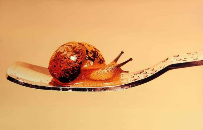 realistic snail painting young sung kim hyperrealism