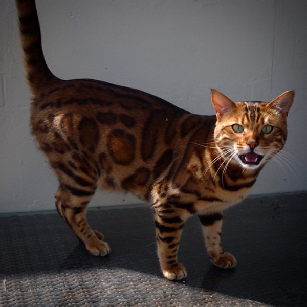 Meet Thor The Bengal Cat That Looks Half Tiger And Half Leopard