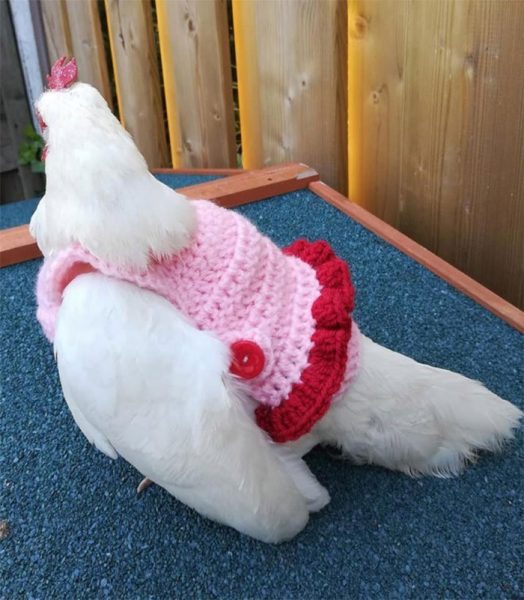 37 Chickens In Their Little Knitted Outfits Ready For Fall