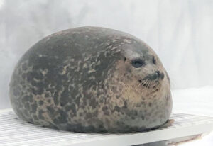 chubby seal yuki soft fluffy big cushion