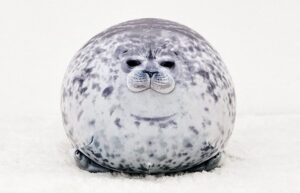 chubby seal yuki soft fluffy big cushion