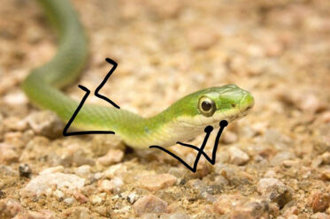 Snake Pics Are Getting A Doodle Makeover And The Results Are Beyond Funny