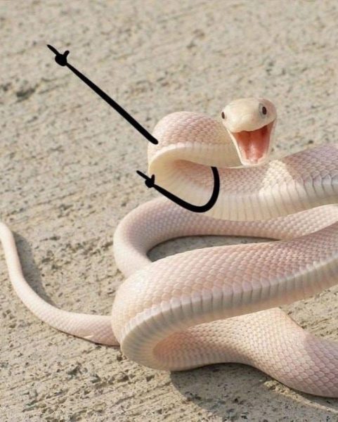 Snake Pics Are Getting A Doodle Makeover And The Results Are Beyond Funny