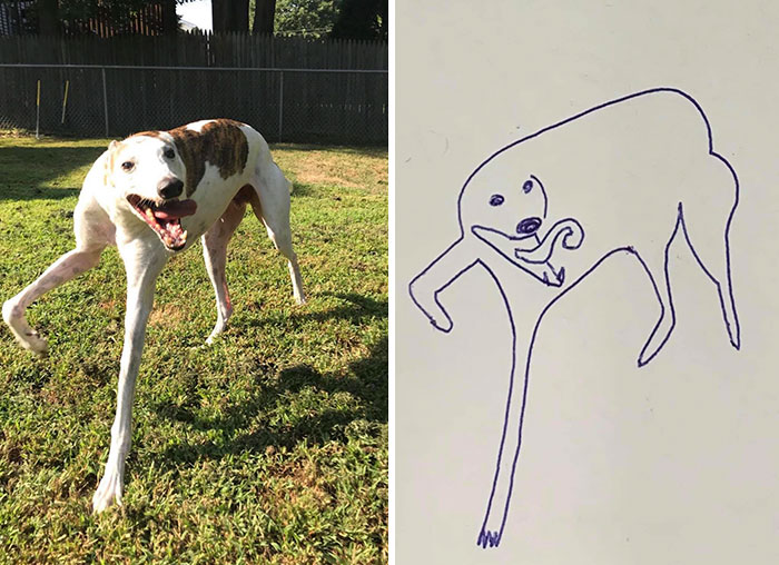 How to draw a dog and other animals and plants