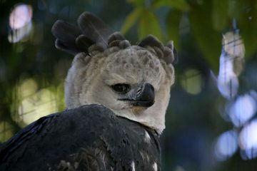 The Harpy Eagle Is A Giant Bird - So Large, That People Often Think It ...