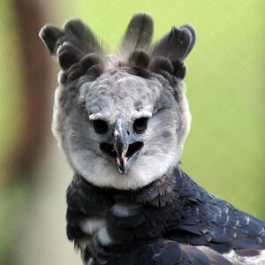 The Harpy Eagle Is A Giant Bird - So Large, That People Often Think It ...