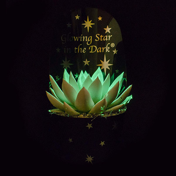 Albums 93+ Pictures Glow-in-the-dark Succulents Latest