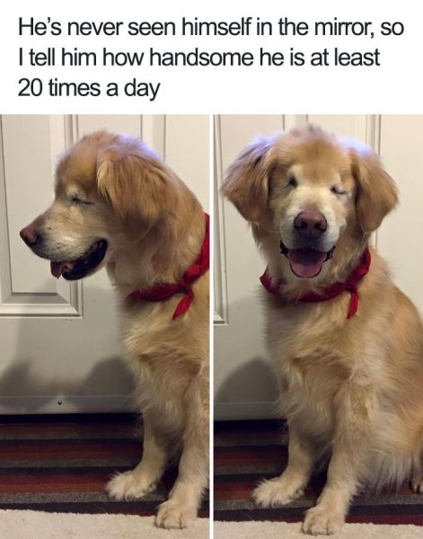 35 Of The Funniest Animal Memes To Help Make Your Week Seem A Little Better