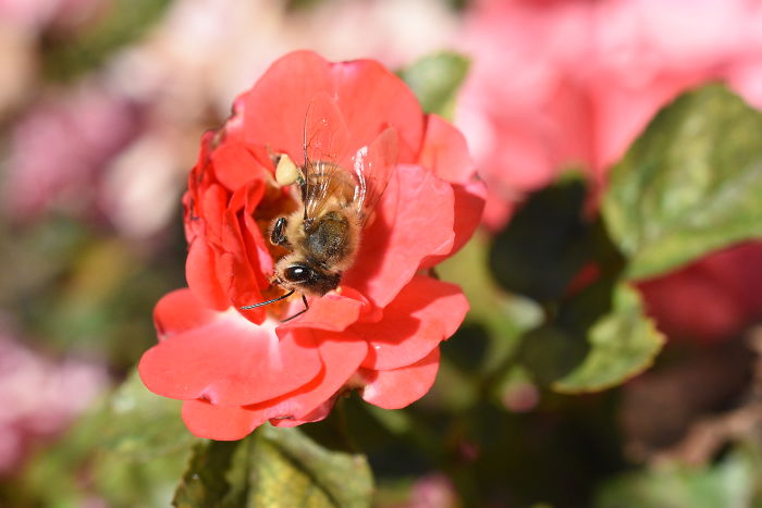 interesting animal facts bees nap on flowers