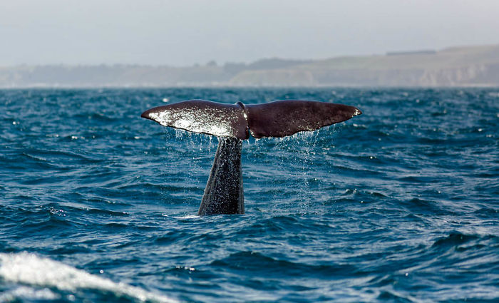 interesting animal facts caribbean sperm whale accents