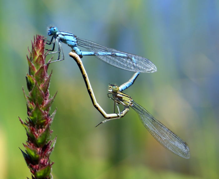 interesting animal facts dragonflies forming heart
