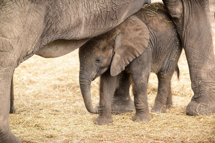 interesting animal facts elephant birth trumpet