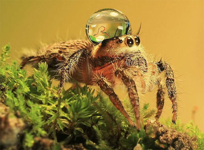interesting animal facts jumping spider water droplet hat
