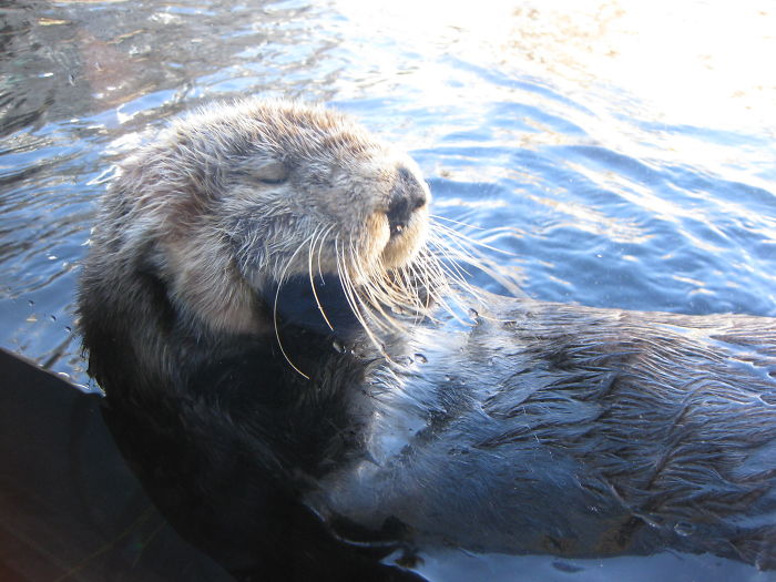 interesting animal facts otter pebble juvenile