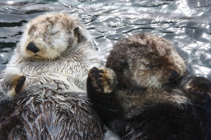 interesting animal facts otters holding hands while sleeping