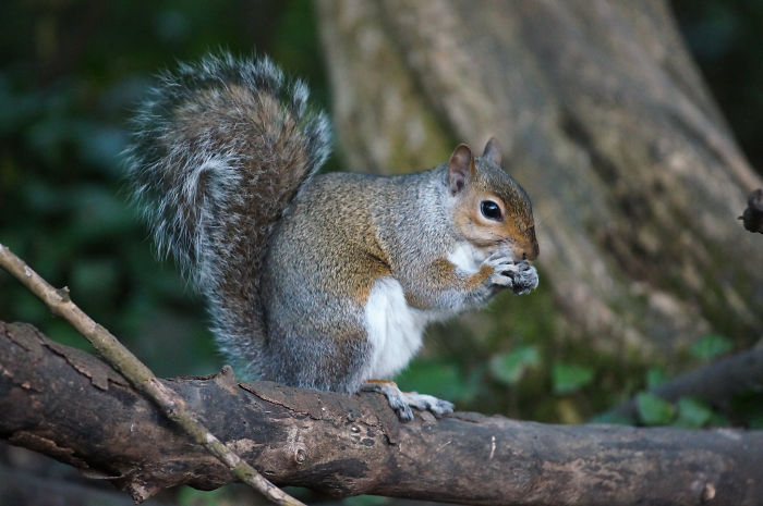interesting animal facts squirrels burying seedlings