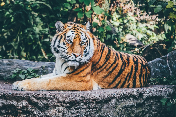 interesting animal facts tiger increasing population