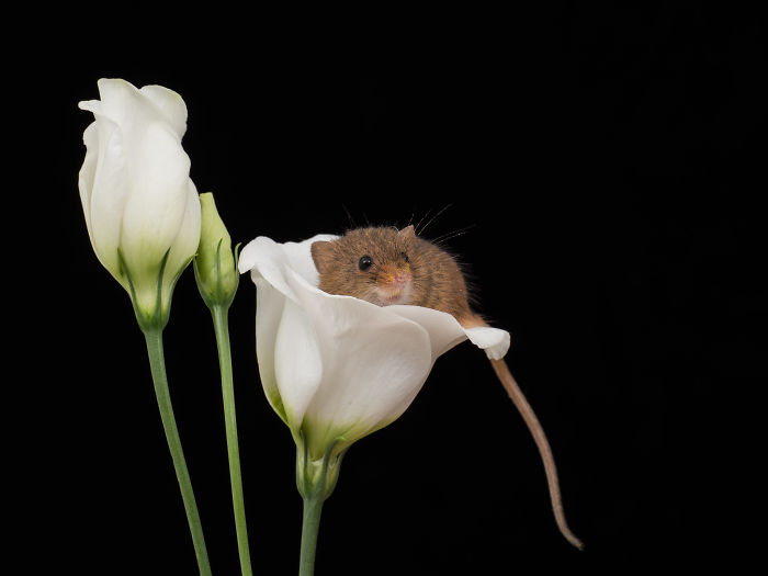 interesting animal facts tiny mice