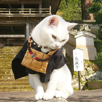 In Japan They Have A Shrine Dedicated To Cats And They Wear Little Monk ...