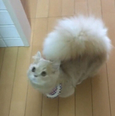 Meet Bell - The Fabulous Cat Known For Her Fluffy Squirrel-Like Tail