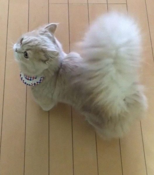 Meet Bell - The Fabulous Cat Known For Her Fluffy Squirrel-Like Tail