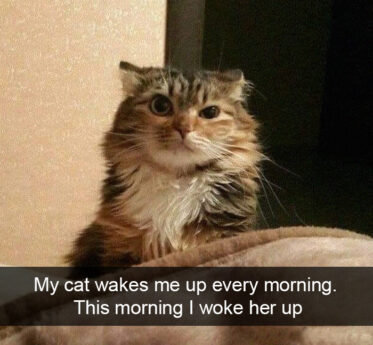 40 Funny Cat Snapchats That You Can't Help But Smile At