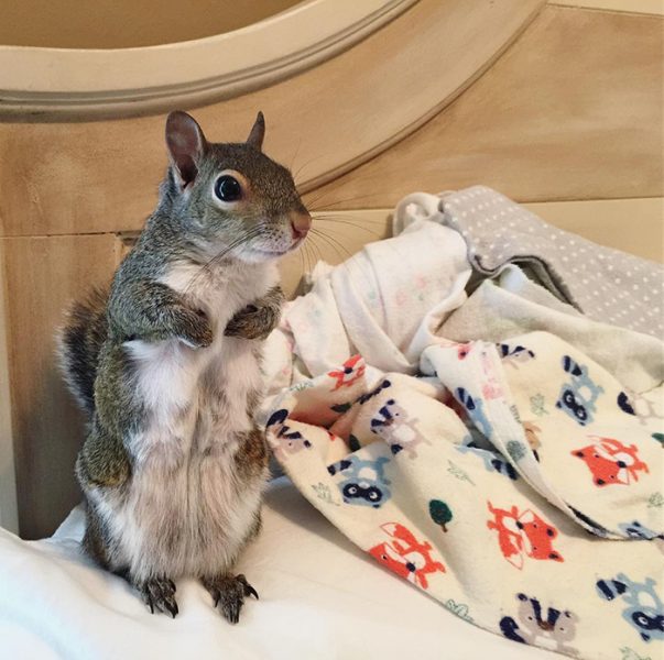 Jill The Squirrel Was Rescued From Hurricane Isaac And Refuses To Go To ...