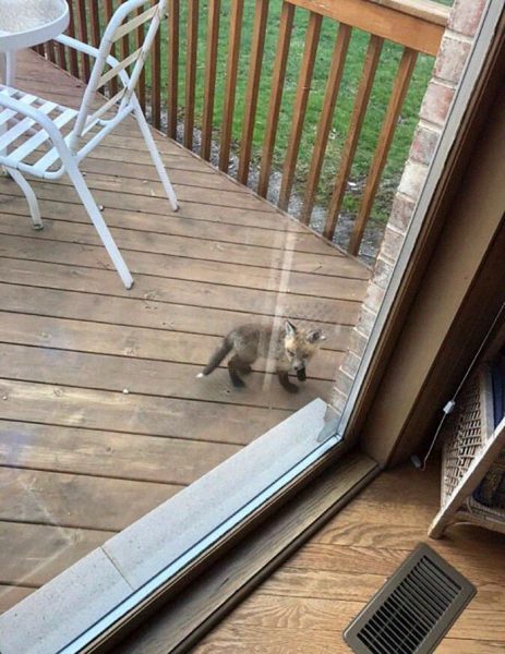 A Couple Of Baby Foxes Visit Person’s House And The Pics Are Beyond ...