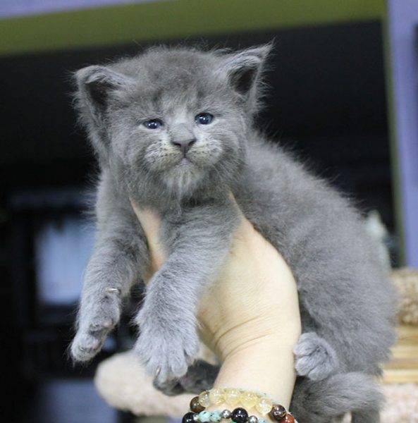 This Litter Of 5 Maine Coon Kittens Were Born With Adorable But Grumpy ...