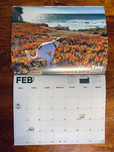 Every Month In This Calendar Features A Gorgeous Photo Of A Dog Pooping