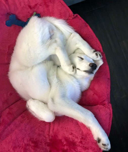 50 Times Dogs Managed To Fall Asleep In Awkwardly Funny Positions