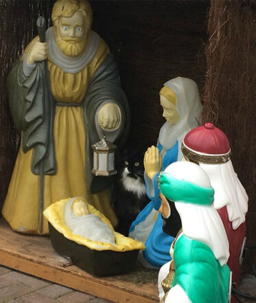 28 Times Cats Were Spotted Hilariously Crashing Nativity Scenes
