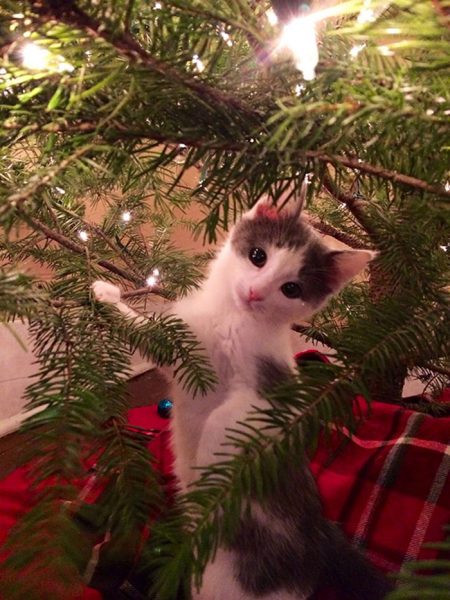 28 Times Dogs And Cats Destroyed Christmas