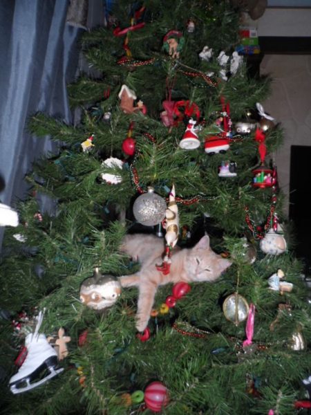 28 Times Dogs And Cats Destroyed Christmas