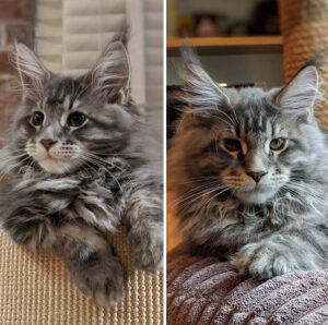 50 Cute Maine Coon Kittens That Are Future Giants In The Making