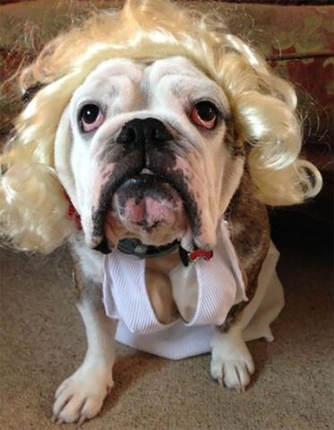 Make Your Dog The Star Of Any Fancy Dress Party By Turning Them Into ...