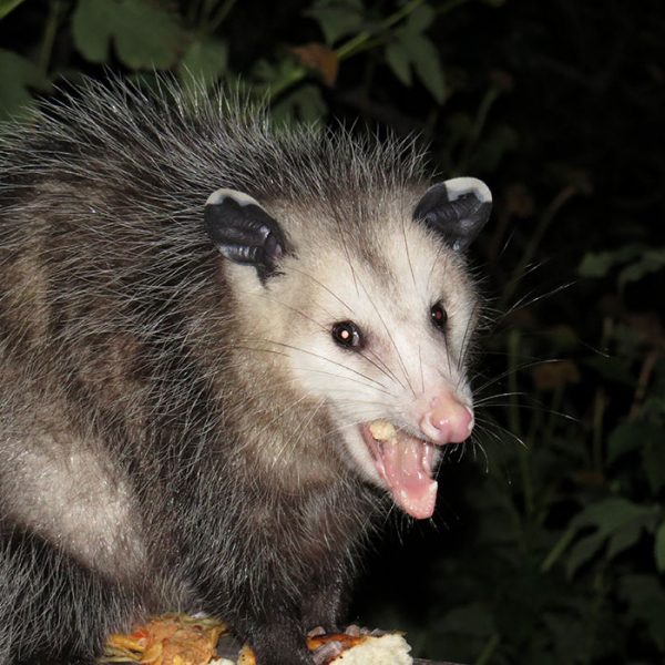 Trail Cam Captures The Moment An Opossum Decided To Help A Deer By ...