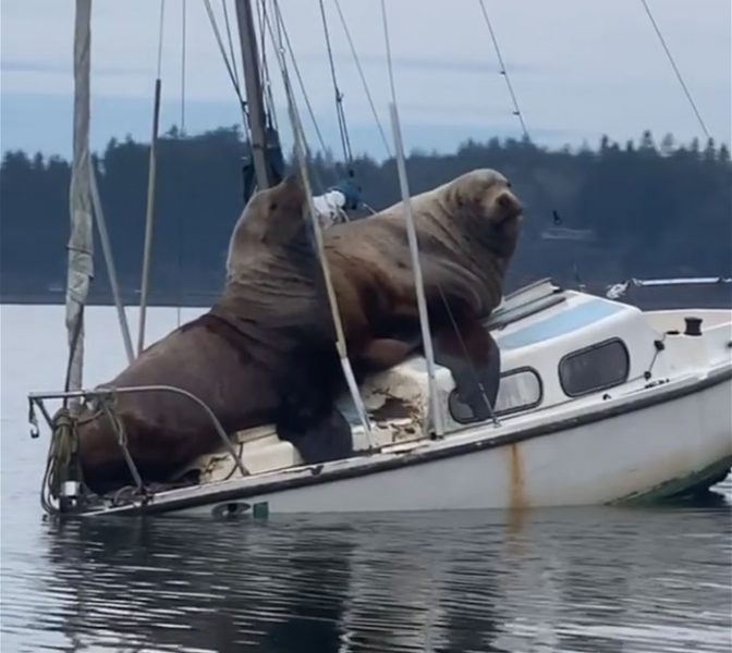 Two Gigantic Sea Lions "Steal" Someone’s Boat And The Video Is Hilarious